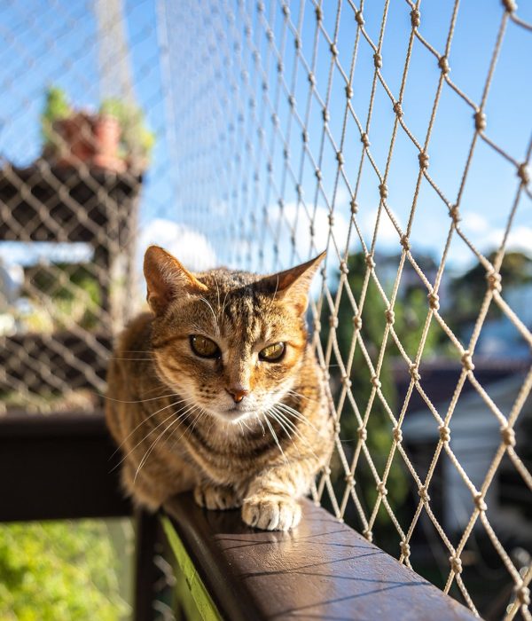 gato-varanda.jpg